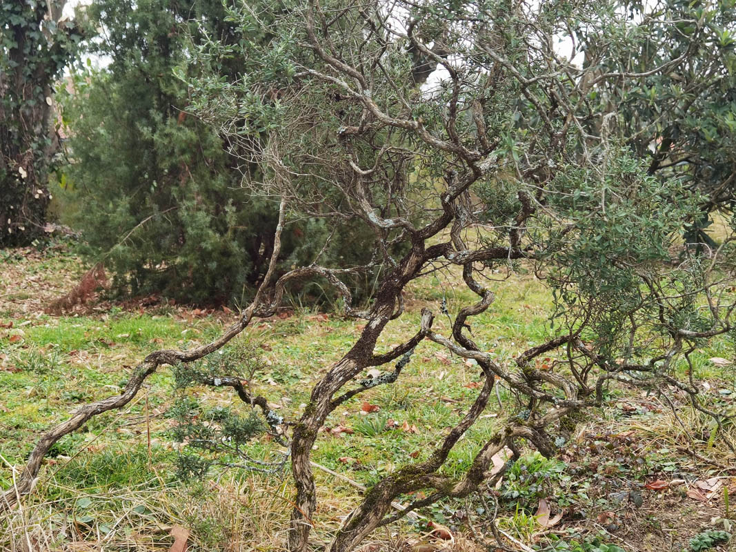 Anthyllis hermanniae